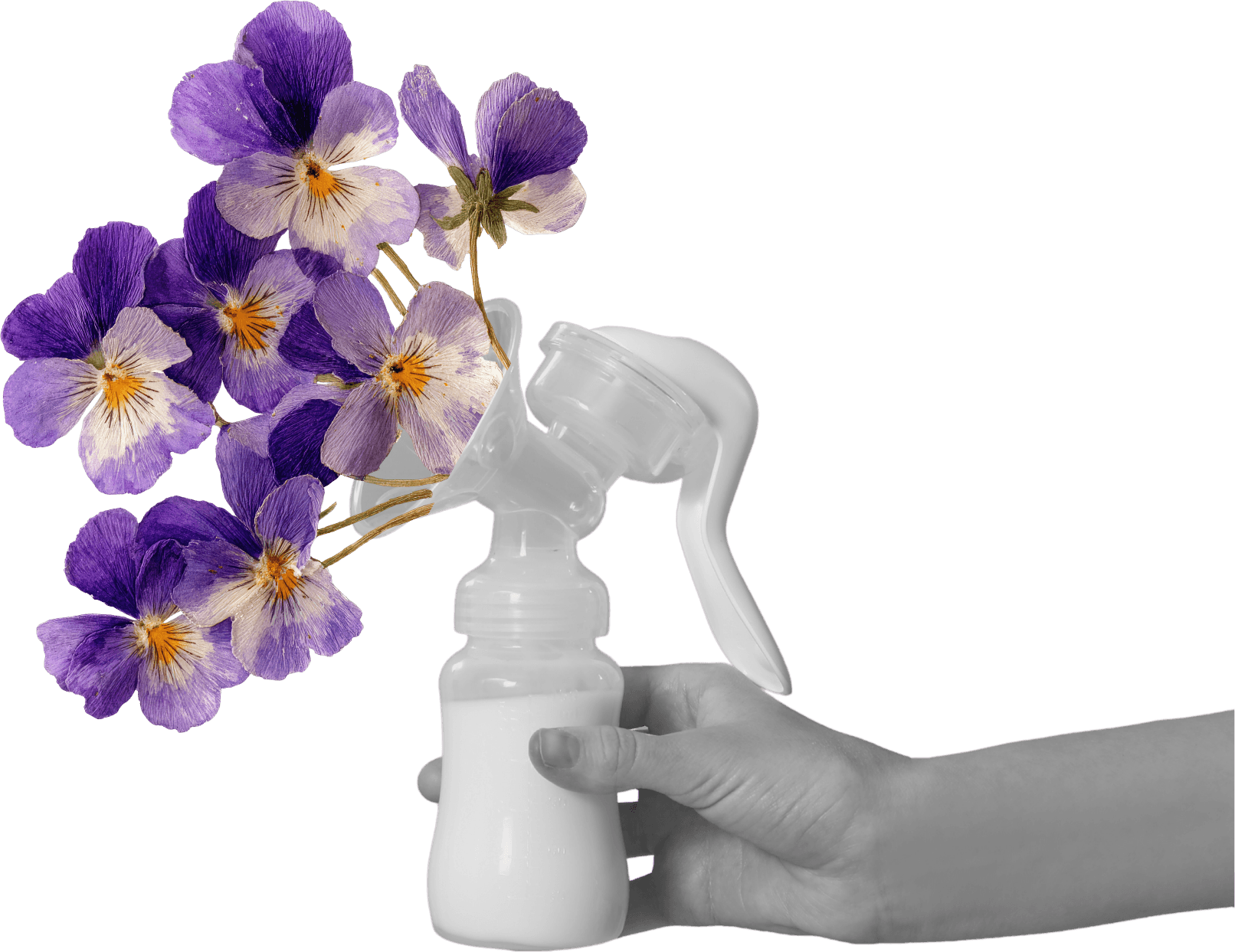A hand holding a manual breast pump that is overflowing with purple violets